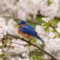 Bluebird and Cherry Blossoms