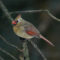 Leucistic feathers on female Northern cardinal