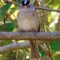 sparrow songbird