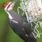 The Pileated Woodpecker and the Suet