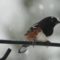 Spotted Towhee on a snow day