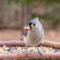 Tufted Titmice on the feeders