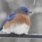 Eastern Bluebird with Snowflake