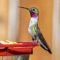 Hummingbirds are exciting to see!