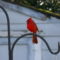 The Red Bird!