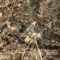 Red-bellied Woodpecker  On Guard