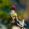 A dazzling male Anna’s Hummingbird