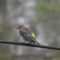 Yellow-rumped Warbler (per Merlin)