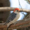 Red Belly woodpecker