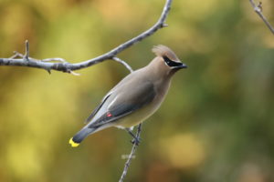 cedar waxwing perched on a bare branch