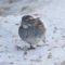 White-throated Sparrow with injured/diseased left leg