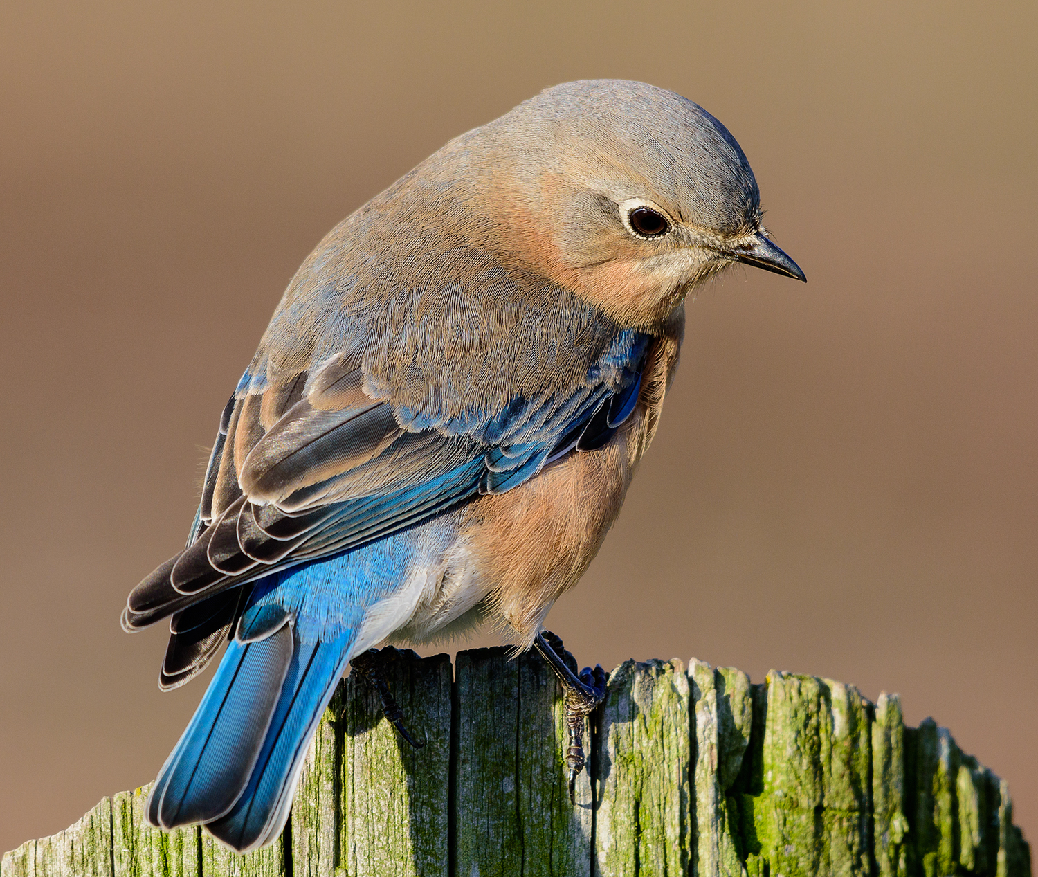 female eastern bluebird perched on a wooden post