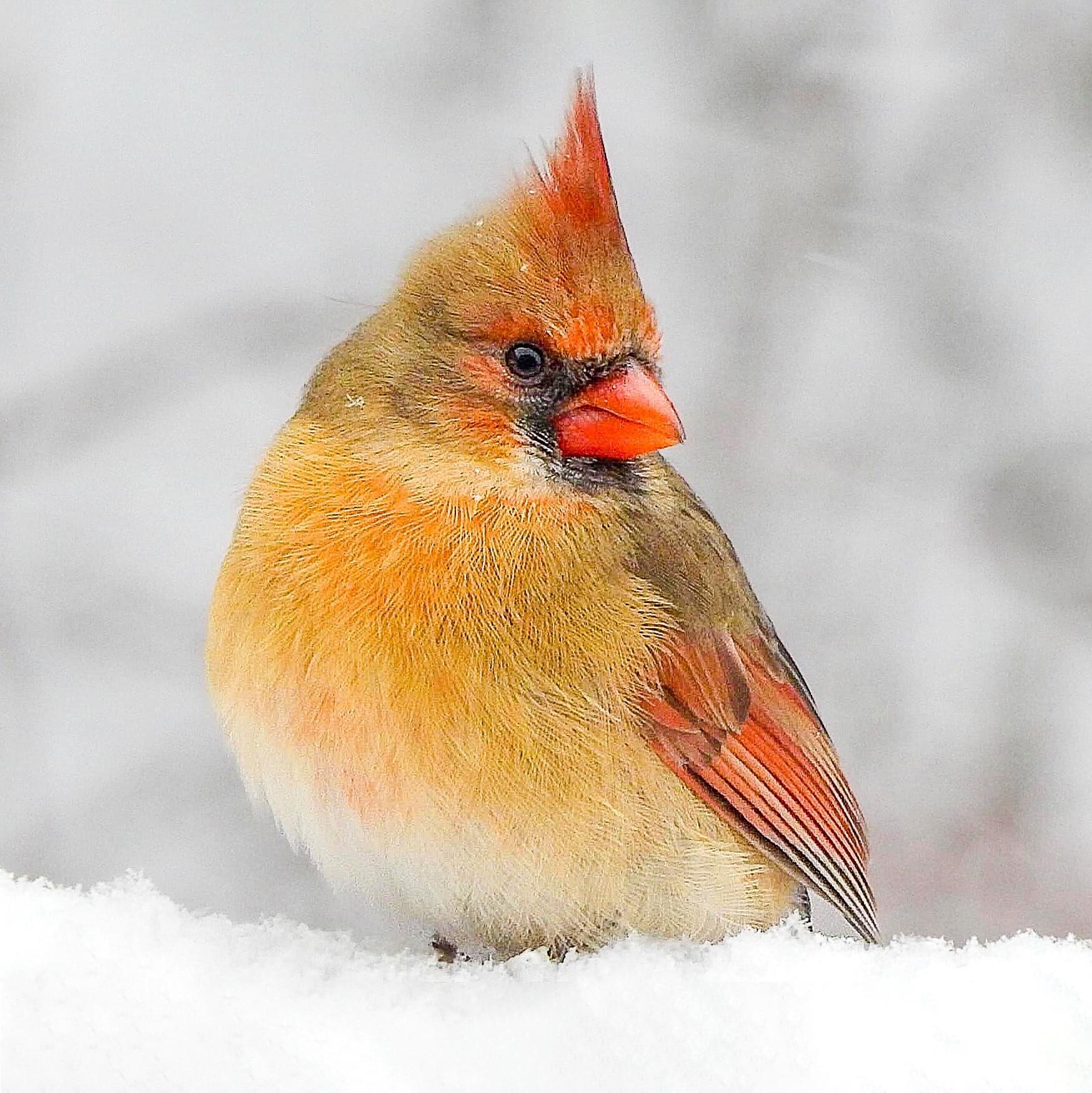 portrait of a northern cardinal perched in snow