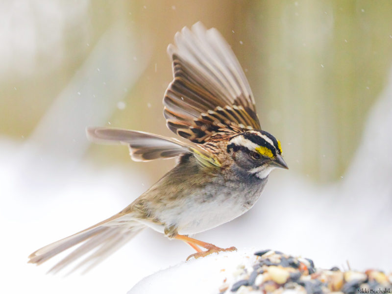 a white-throated sparrow alights on a porch railing scattered with seed, wings outstretched