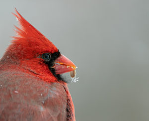 a head-and-shoulders shot of a Northern Cardinal, with a piece of seed husk hanging off its bill, and a tiny snowflake attached to the husk.