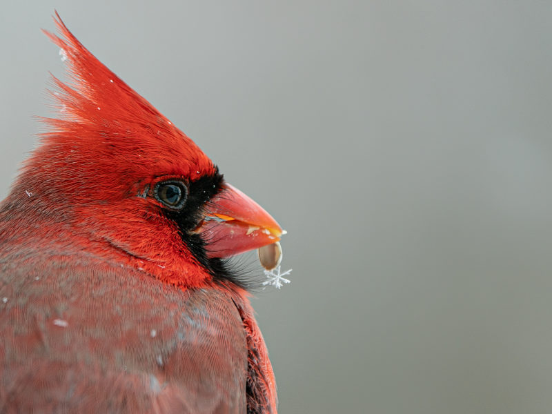 a head-and-shoulders shot of a Northern Cardinal, with a piece of seed husk hanging off its bill, and a tiny snowflake attached to the husk.