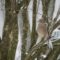 Mourning Dove in the afternoon