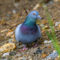 Colorful Rock Pigeon