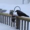 Cold And Hungry Huge Raven