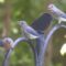 Majestic Eastern Bluebird With Two of Her Babies