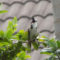 Red whiskered bulbul by 12 year old