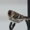Common redpoll visitor