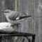 Injured mockingbird