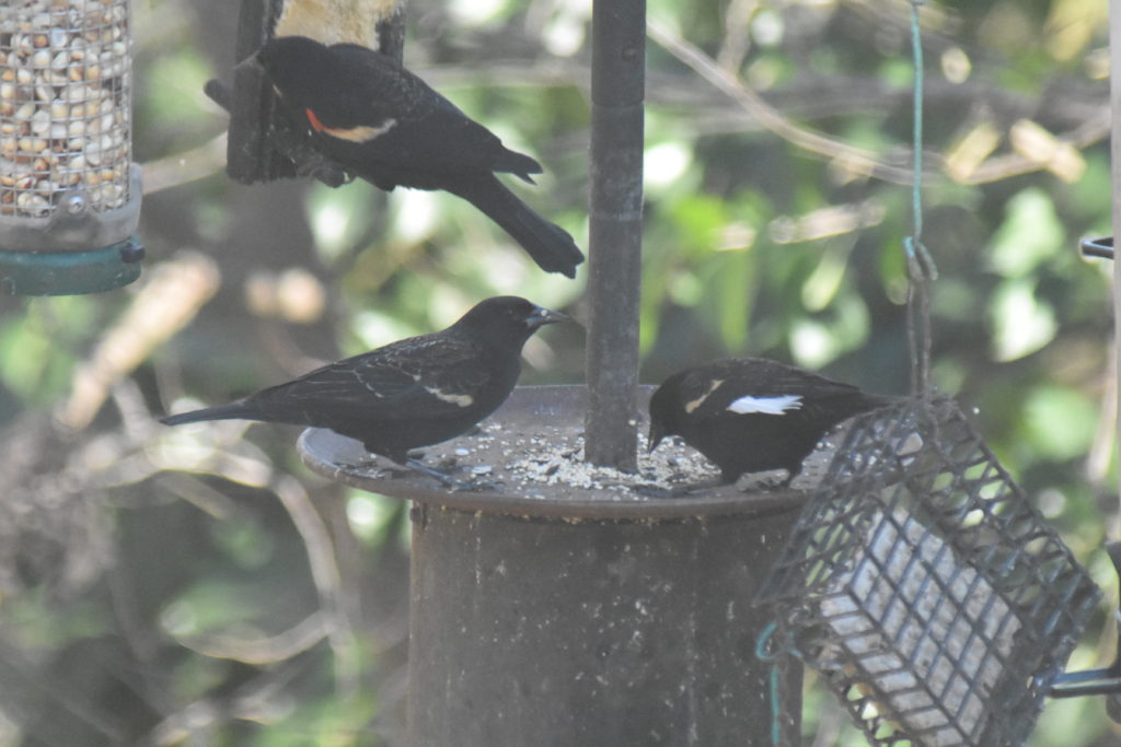 Red-winged Blackbird Identification, All About Birds, Cornell Lab