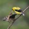 American Goldfinch Male feeding Young