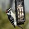 Male Downy Woodpecker enjoying Suet