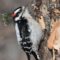 Male Downy Woodpecker checking out the peanut butter