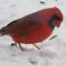 Curious Cardinal