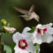 Female Ruby-throated Hummingbird