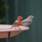 House Finches on Bird Bath