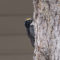 American Three-toed Woodpecker – 1