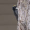 American Three-toed Woodpecker – 2