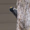 American Three-toed Woodpecker – 3