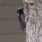 American Three-toed Woodpecker – 4