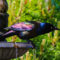 Colorful Common Grackle
