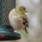 Trichomonosis in American Goldfinch