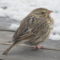 Savannah Sparrow visits feeder!