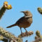 Curve-billed thrashers are feeder birds too!