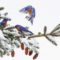 Eastern Bluebirds – A new feeder bird!