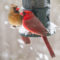 A Northern cardinal pair during snowfall