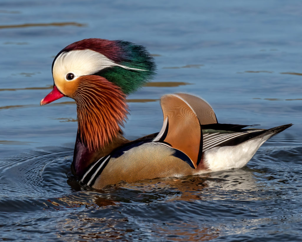 Colorful Mandarin Duck - FeederWatch