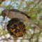 Northern Mockingbird on Pinecone Feeder