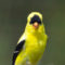 Portrait of an American Goldfinch