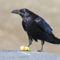 Common Raven enjoying an apple