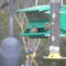 Yellow phase House Finch and sick House Finch