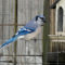 Blue Jay at the Feeder